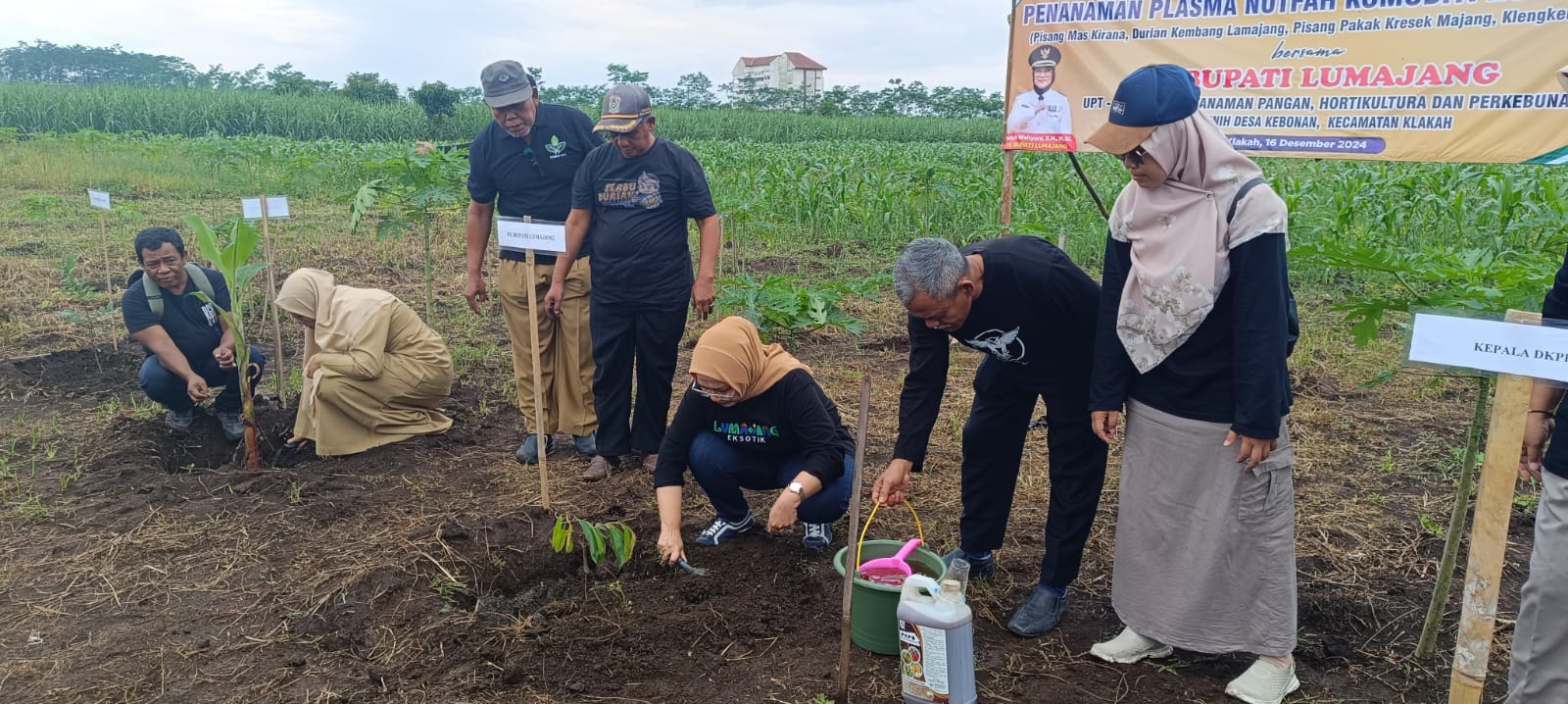 PENANAMAN BIBIT HORTIKULTURA